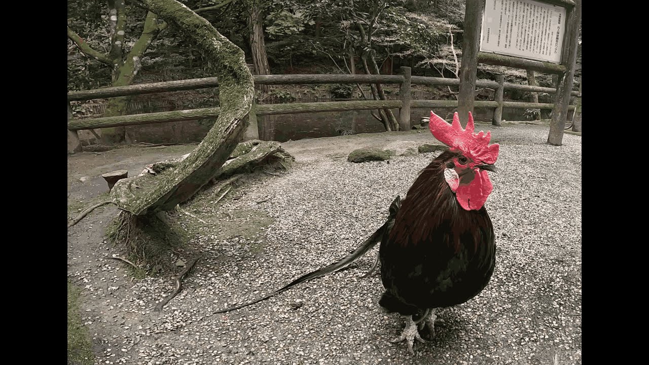 石上神宮散策 YouTube