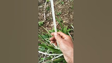 địa lan đột biến rất đẹp #videoshort #dance #fruit