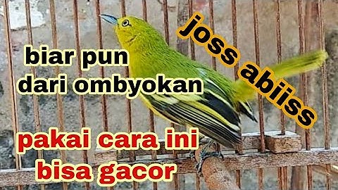 cara merawat burung sirtu dari ombyokan agar mau bunyi