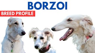 Borzoi Dog Breed Profile History  Price  Traits  Russian Wolfhound Dog Grooming Needs  Lifespan