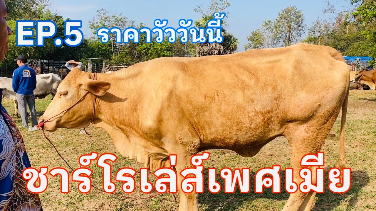 EP.5 #ชาร์โรเล่ส์เพศเมีย #ราคาวัววันนี้ 1 มีนาคม 2569 #ตลาดวัวอำเภอสมเด็จจังหวัดกาฬสินธุ์ #cow 