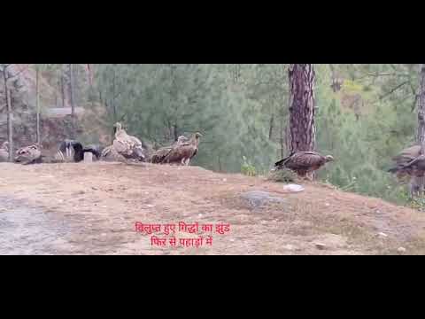 #पर्यावरण मित्र #गिद्धोंकेझुंड पहाड़ों में फिर से दिख रहे
