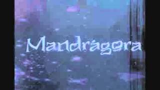 Mandrágora - Albatroz