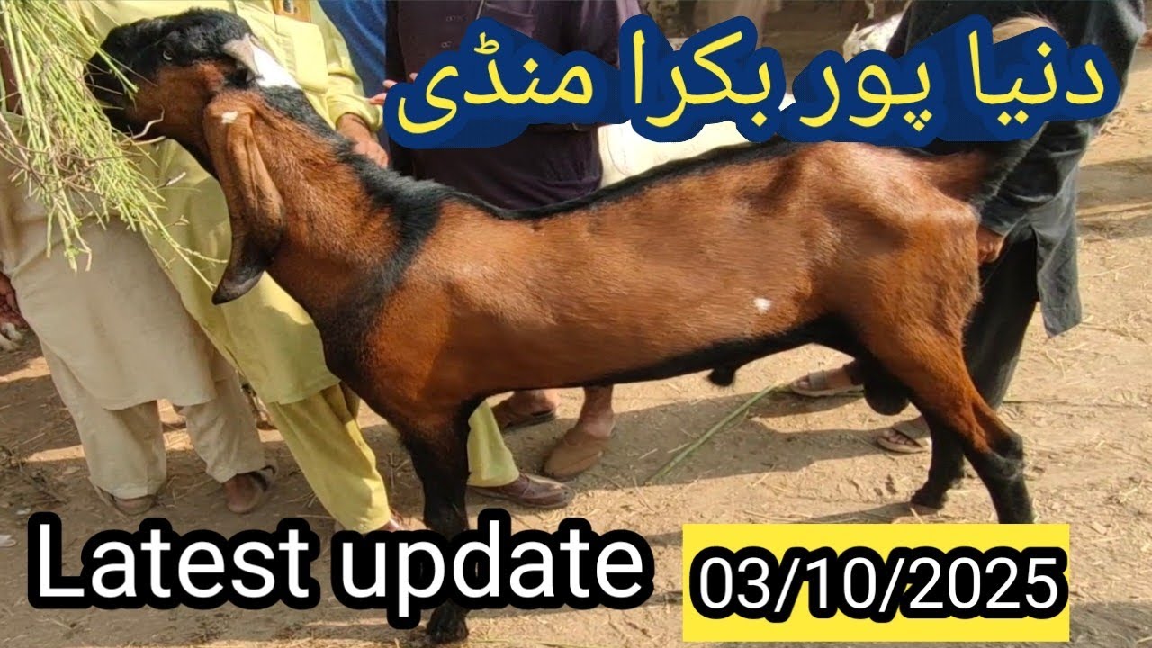 Dunyapur Bakra mandi latest update /03/10/2025, دنیا پور بکرا منڈی فریش ریٹ 
