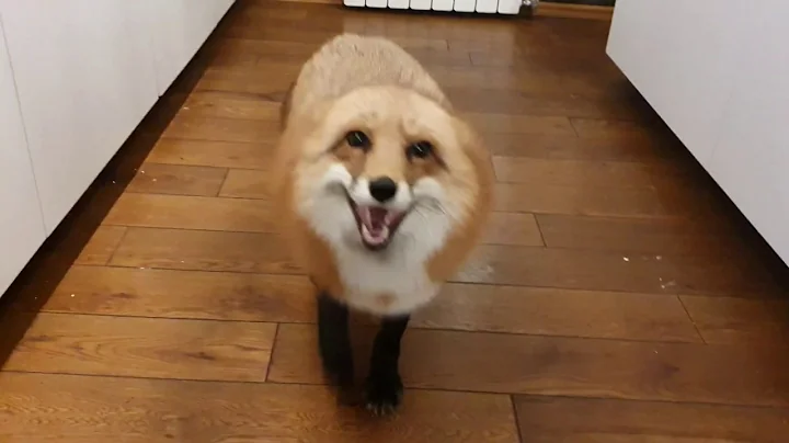 / Alice the Fox