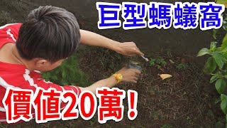 家裡有一座巨型螞蟻窩時的鍊金術【好棒Bump】