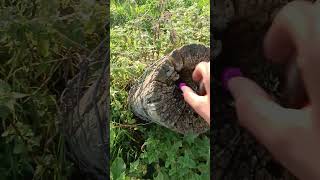 Bandito Nitraat Pyroshop Ë