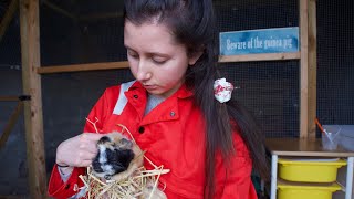 Health Care Updates (guinea pigs)