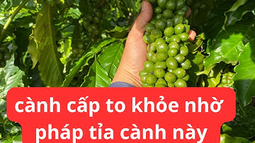 Kỹ thuật tỉa cành dự trữ cho cây cà phê đạt năng xuất cao nhất #caphe #tiacanhcaphe
