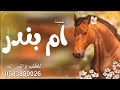 شيله باسم ام بندر فقط 2024 اقبلت ام بندر بن الفخر | شيله ام العريس ام بندر فقط حماسيه