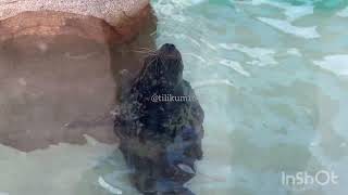 Blind fur seal ? Nov 30, 2023 - SeaWorld San Diego by Tilikum16 295 views 3 months ago 10 seconds