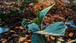 CINEMATIC ALAM | SINEMATIK PAGI CERAH | NATURE CINEMATIC VIDEO | AESTHETIC VIDEO