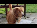 Purdey the Nova Scotia Duck-Tolling Retriever の動画、YouTube動画。