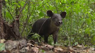 Mei Tai For Sale In Costa Rica Rain Forest By Century21 Flamingo