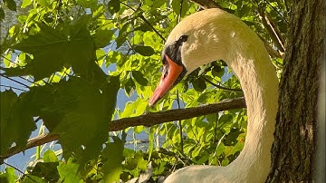 سورة يس كاملة بدون إعلانات Surat Yasin #القرأن #اكسبلور #القران_الكريم