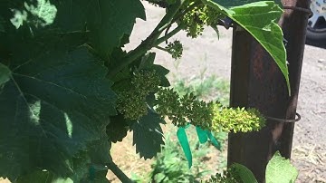 Bloom and Set in Wine Grapes