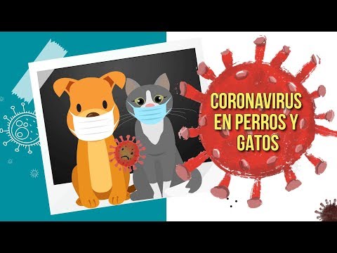 Coronavirus en perros y gatos no afecta a humanos- UNAM Global