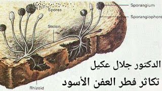 تكاثر فطر العفن الأسود - الدرس الرابع - الوحدة الثانية مع الدكتور جلال عكيل