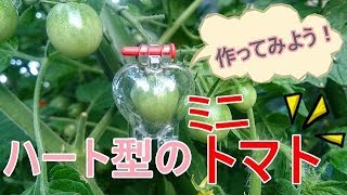 家庭菜園で可愛いハート型のミニトマトを栽培してみよう!