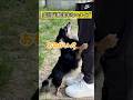 家ではカーストNo.1の犬が大型犬達に混ざると秒で手のひら返しして可愛いw #shorts