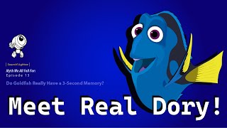 Does Dory Have Memory Loss? — Meet the Real Fish Behind the Myth