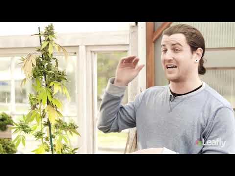 Βίντεο: Πώς μοιάζει το φυτό ενός ζαχαροκάλαμου;