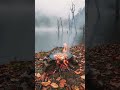 Camp fire|| Life around Forest #trending #views #ytshorts #forest #foryou #food #whatsappstatus
