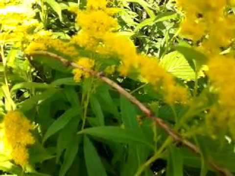 Цветущий.кустарник