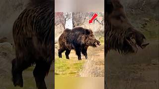 «Неожиданная встреча с кабаном в лесу: момент, снятый крупным планом» #дикаяприрода #загоннаяохота