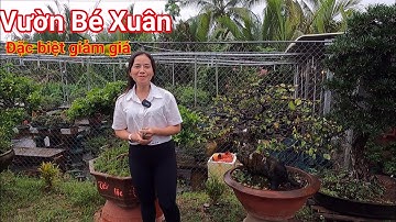 Clip đặc biệt giảm giá cây Bonsai tại vườn Bé Xuân ở Bến Tre