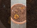 Growing tomato plantammu creations
