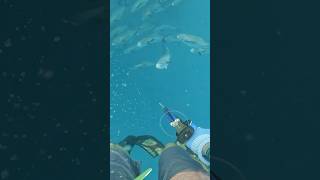 Permit City! Massive school of Permit while diving #florida #gulfofamerica #spearfishing #freedive
