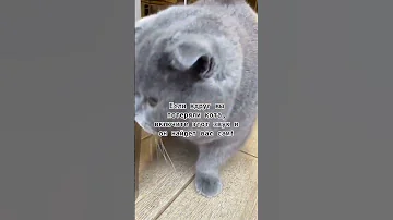 ЕСЛИ ВЫ ПОТЕРЯЛИ КОТА ВКЛЮЧИТЕ ЭТОТ ЗВУК #shorts