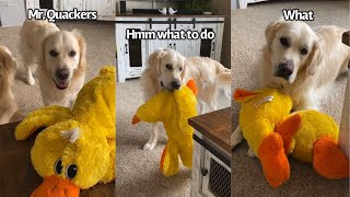 My Dog Is Obsessed With This Duck Toy