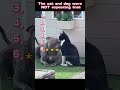 #animals #pets #cats #dogs #baby #cute #funnyanimals #babylaugh #petsoftiktok