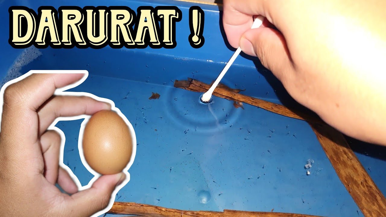BREEDING INDUK "SPECIAL" PART 4- PILIHAN TERAKHIR JIKA TERPUTUS MAKANAN UNTUK FRY