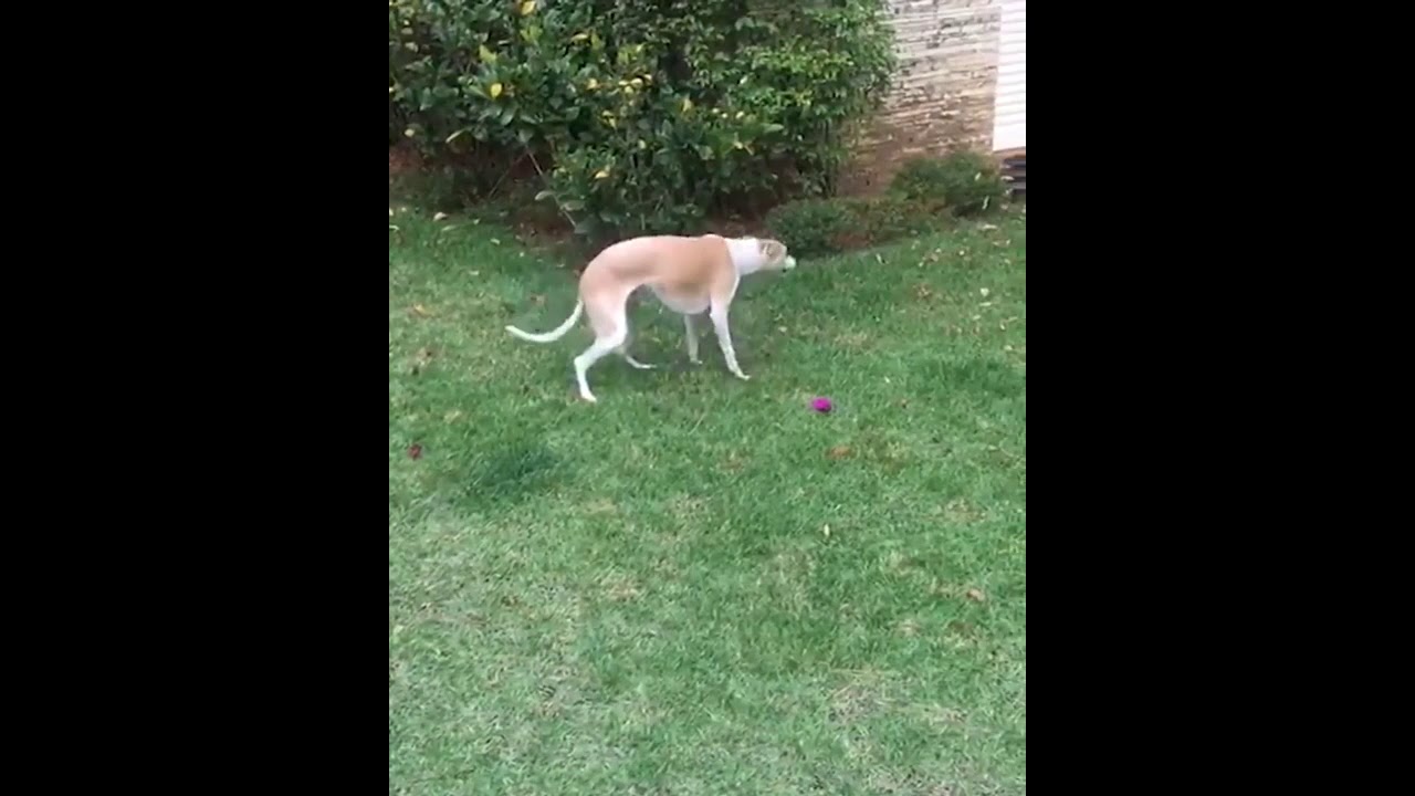 Spinning Greyhound, now with appropriate sound effects