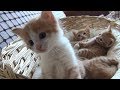 Mom cat with 4 meowing kittens (no added music - pure cuteness)