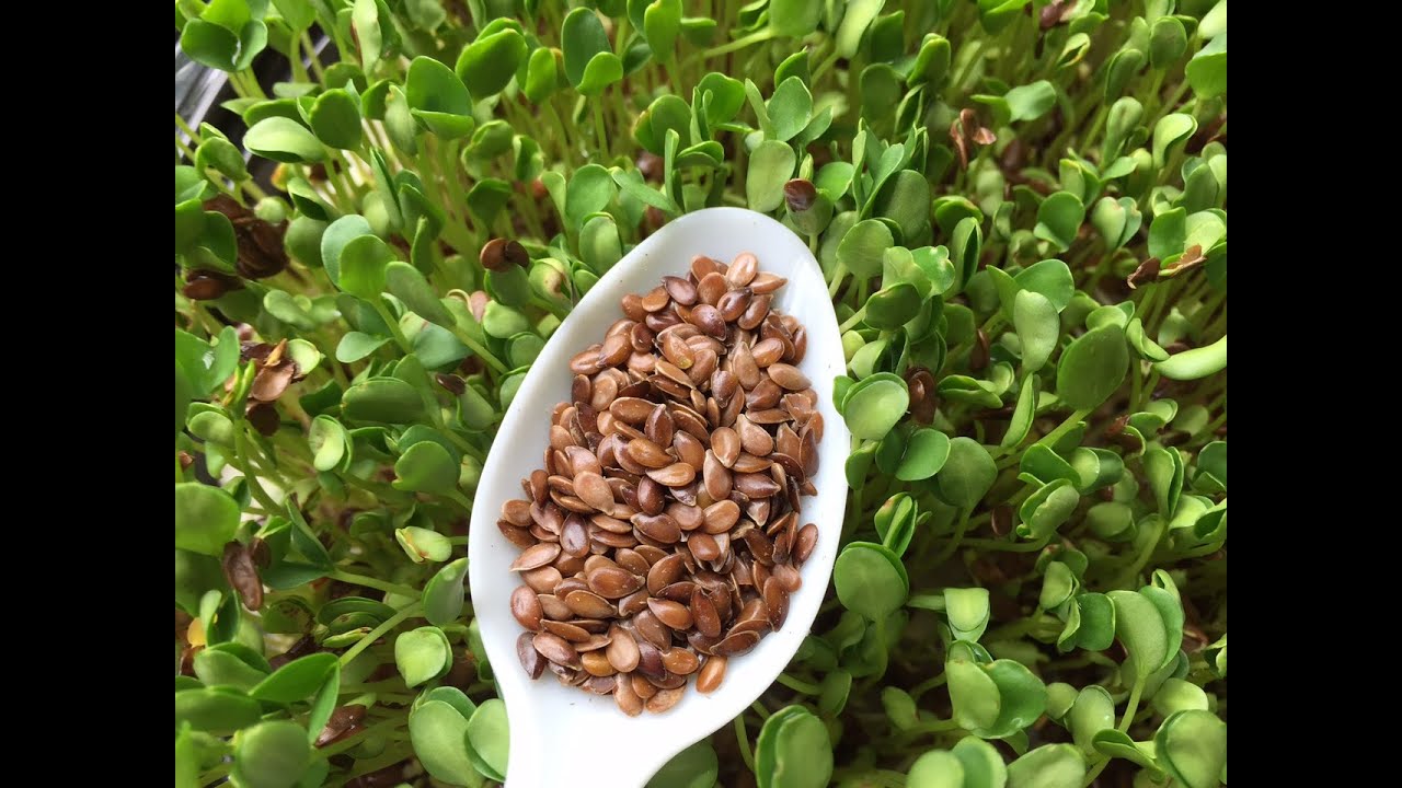 How To Grow Flax Seed Microgreens