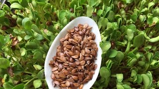 How to Grow Flax Microgreens - Cheap Easy and Very Clean Method