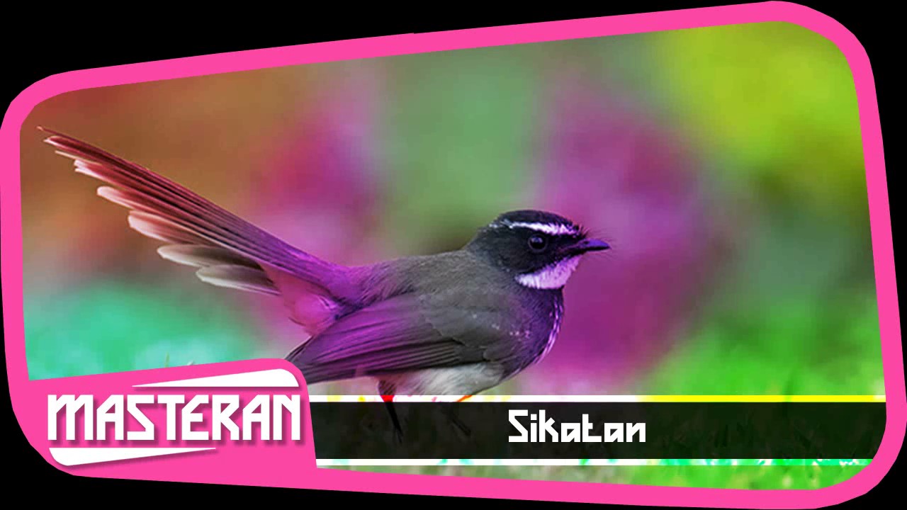 MASTERAN GACOR - Suara Burung Sikatan | Suara 2 