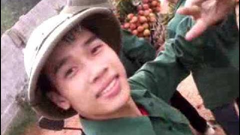 vải thiều quê tôi lục ngạn