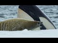 Killer whales extraordinary hunting technique  frozen planet ii  bbc earth