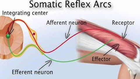 Chapter 13   Somatic Reflex Arc