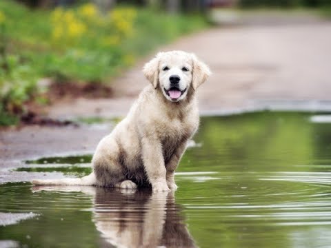 Video: Wann zeigen Hunde Anzeichen von Leptospirose?