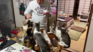 長楽寺の猫、お返事の練習。