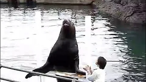 Япония, Отару, Otaru Aquarium, морской лев - акробат