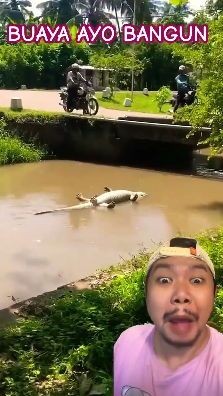 BUAYA AYO BANGUN!!??? #funny #animals #comedy #shorts