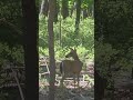 #Deer