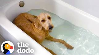 Neglected Rescue Doodle Cant Stop Crashing Moms Bath Time The Dodo